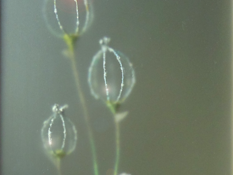 Lunaria Heptapilos Cavea, détail
