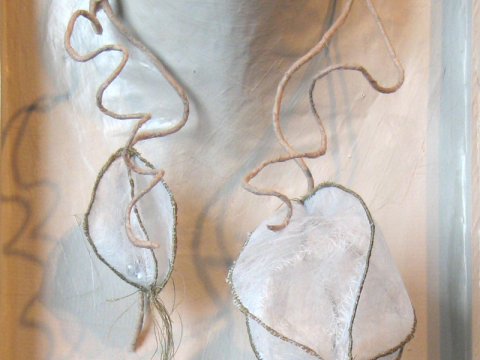 Lunaria Quinque, détail