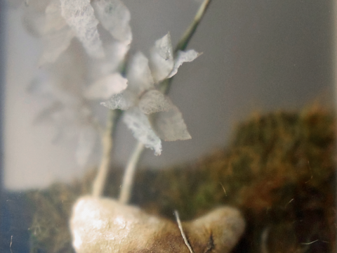 Filicophyta Alba, détail